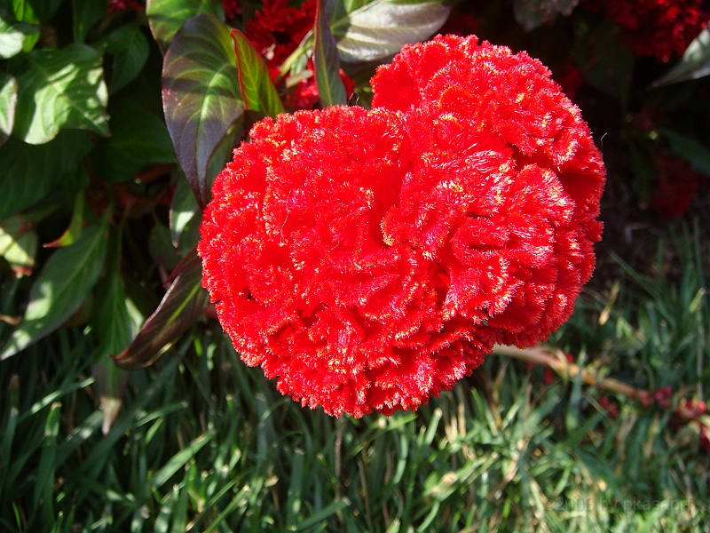 195 Longwood Gardens [2008 August 23].JPG - Longwood Gardens in Pennsylvania